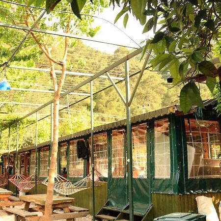 Olympos Zeytin Bed & Breakfast Dış mekan fotoğraf